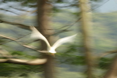 Artisticly Blurred Cattle Egret 002