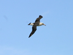 Laysan Albatross 003