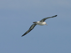 Laysan Albatross 007