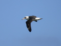 Laysan Albatross 069