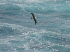 Laysan Albatross 081